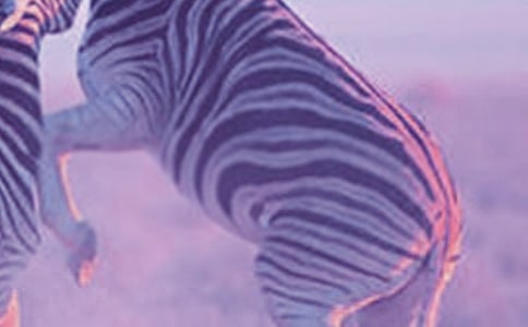 文明禮讓斑馬線倡議書(shū)15篇