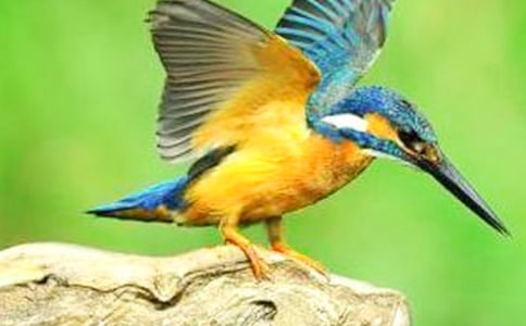 ��(y��u)�����£����B(ni��o)�͝O��