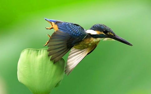 �˽̰�С�W(xu��)���꼉(j��)��(c��)�Z(y��)�ġ����B(ni��o)���~�Z(y��)���