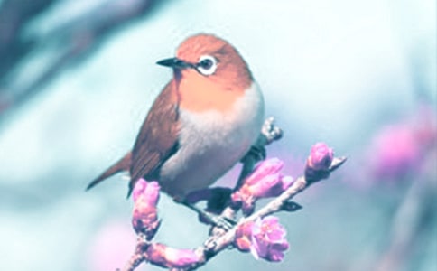 觀察動植物日記模板集合九篇