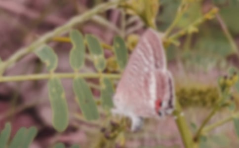 ���P����������ĺϼ���ƪ