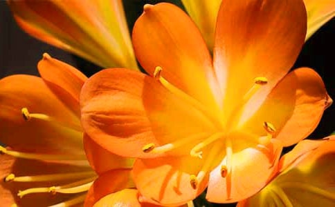 君子蘭1000字優(yōu)秀作文