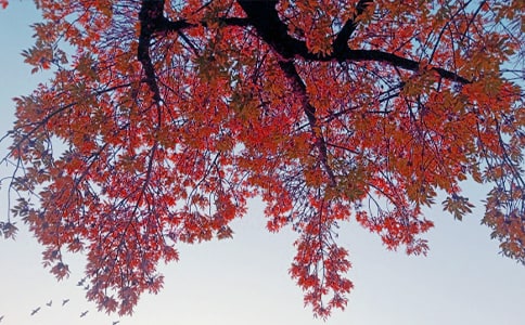 �P(gu��n)����������300����ƪ