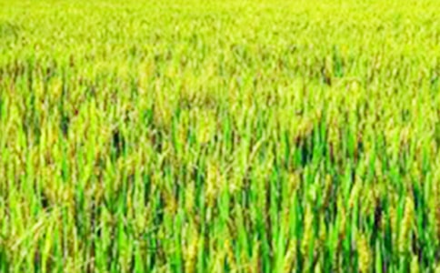 ����Ʒ����Ұ����300��3ƪ