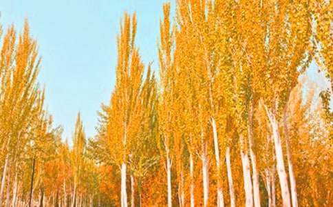 ���P(gu��n)�ח������5ƪ