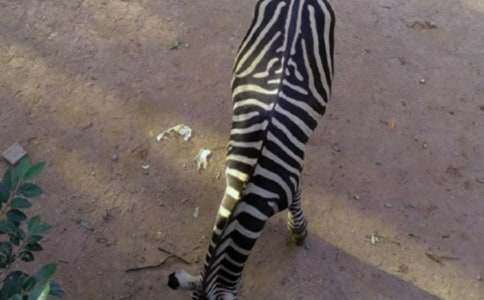 �����Y׌���R������800��