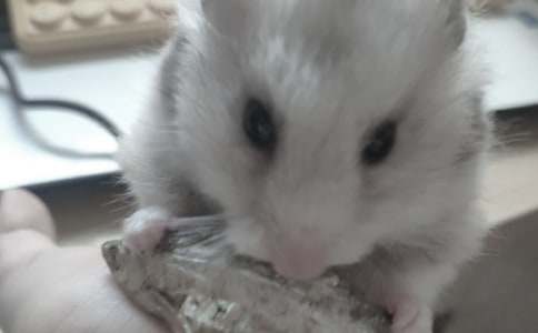 �ɐ۵�С�}������