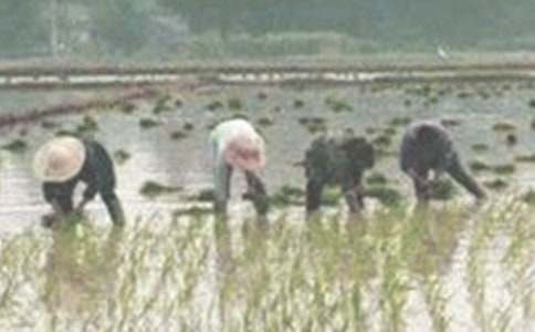 第一次插秧作文(通用27篇)