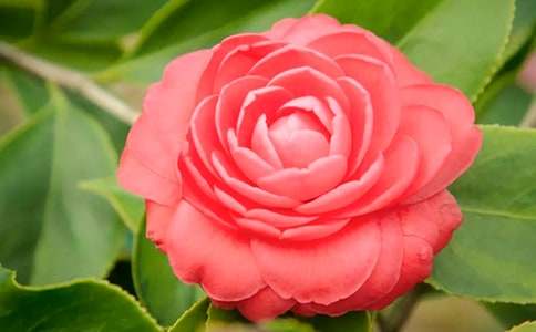 �����ɽ�軨