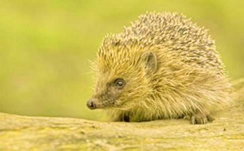 �������300����ƪ