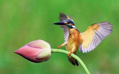 翠鳥移巢童話作文