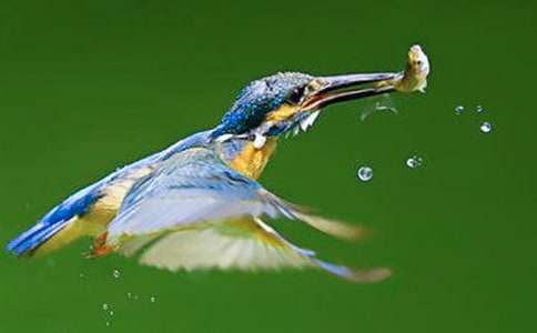 《翠鳥》最新教學(xué)設(shè)計(jì)