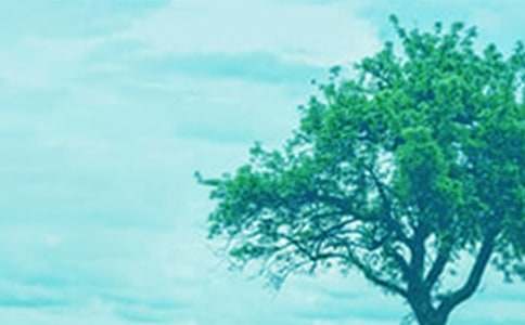 大樹的自述400字作文