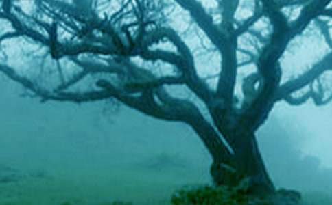 ٝ����������800��