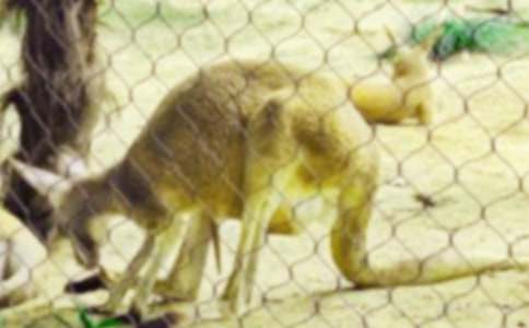 ��������300����ƪ