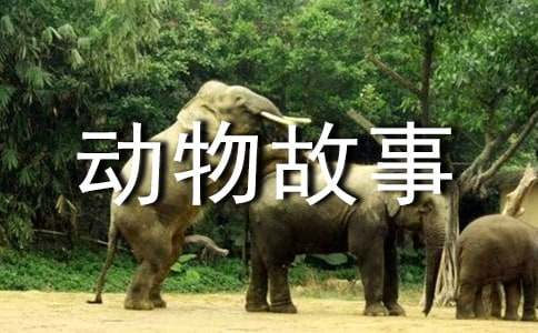 我和動物故事作文400字(通用34篇)
