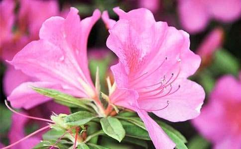 【精華】杜鵑花作文合集7篇