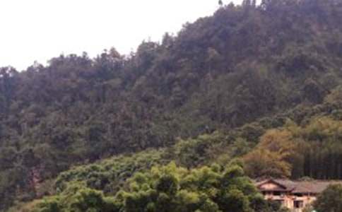 ��üɽ���ε����ģ�ͨ��31ƪ��