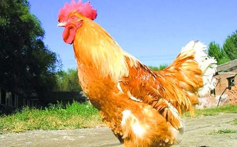 ���Ĺ��u��������