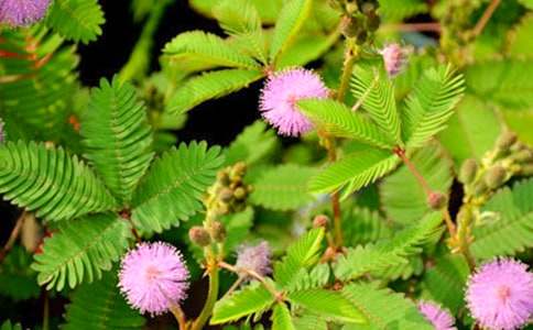 描寫(xiě)含羞草作文600字(精選20篇)