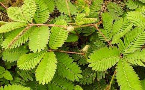 【熱】含羞草的啟示作文