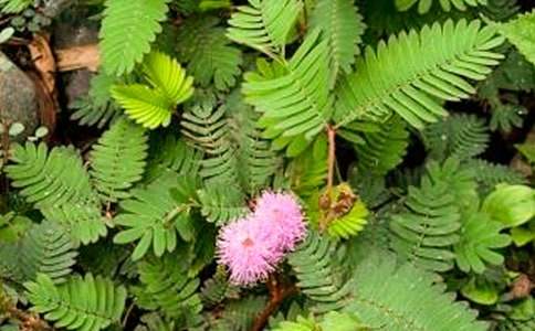 �P�ں��߲ݵ�����300�֣�ͨ��7ƪ��