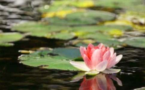 我渴望和平作文400字(精選6篇)