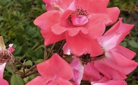 開(kāi)在心中的花朵初三作文