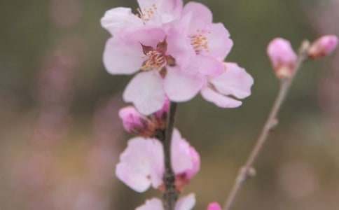 成長的花朵作文1200字