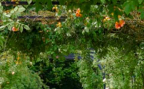 【必備】花園作文300字8篇