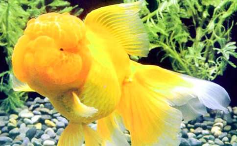 有關(guān)金魚作文300字10篇