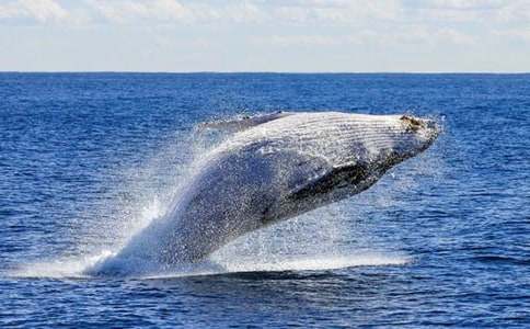 【推薦】鯨魚作文300字5篇