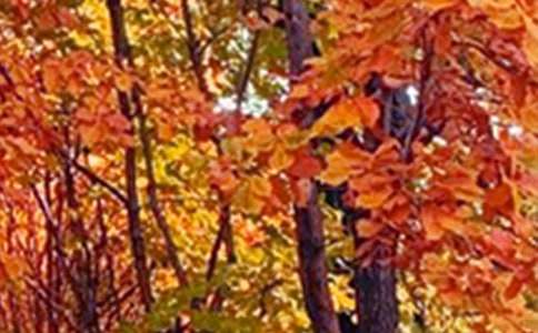 �P(gu��n)���茑���־�ɫ������500��