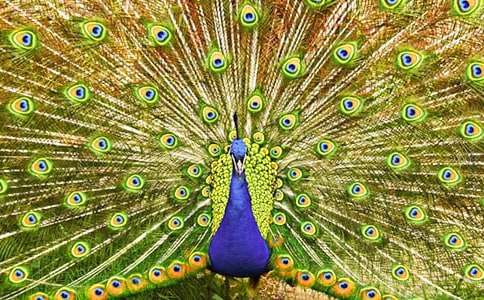 ����Ʒ����ȸ����300��4ƪ