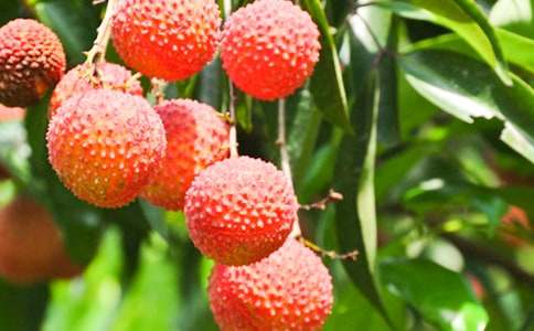 ժ��֦���ģ�ͨ��13ƪ��