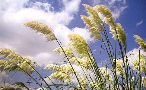 ɽ����JȔʎ-1500������