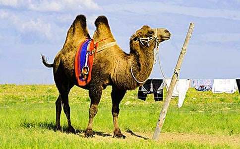 �T�񄔢������