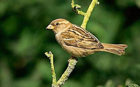 麻雀的作文600字3篇