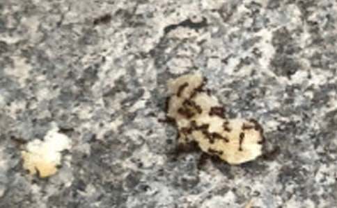 螞蟻奇遇記三年級想象作文500字(精選22篇)