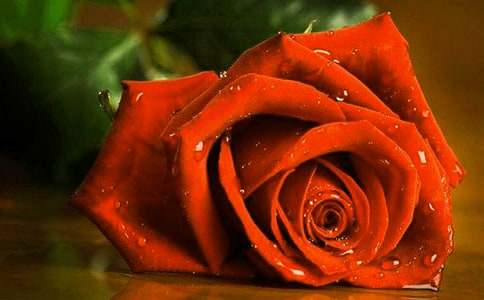 һ��õ�廨��������(y��u)������1500��