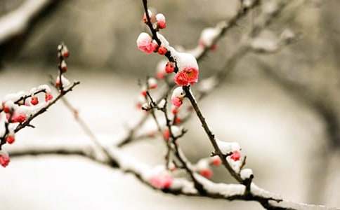 寫梅花的小學(xué)作文300字(精選32篇)