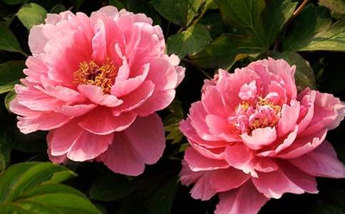 С�W(xu��)�������ģ�ĵ����