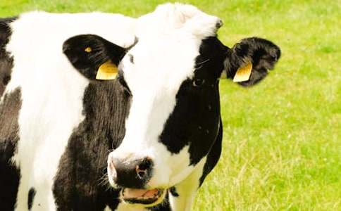 ��ţ����600��8ƪ