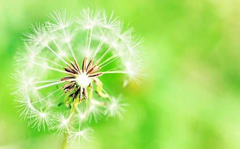 托物言志的蒲公英作文