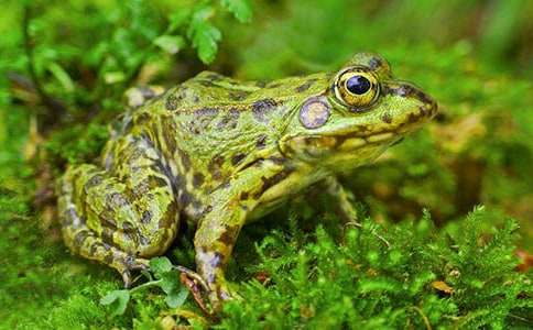 ׽��������300�֣�ͨ��30ƪ��