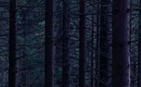 ɭ�ֳ��������еľGɫ�҈@���ķ��ģ����x39ƪ��