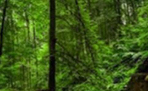 ɭ�ֵĄ���ͯԒ��������300�֣����x47ƪ��