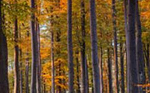 ɭ�ַ�������800�֣�ͨ��20ƪ��