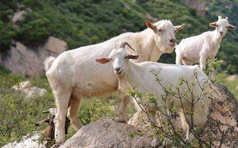 ɽ�����ĺϼ�ʮƪ