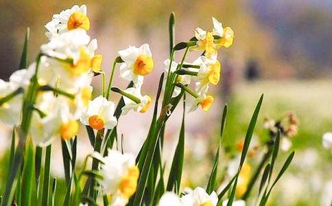 我喜歡水仙花四年級(jí)作文400字